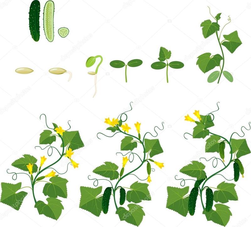 Cucumis_sativus_3.jpg