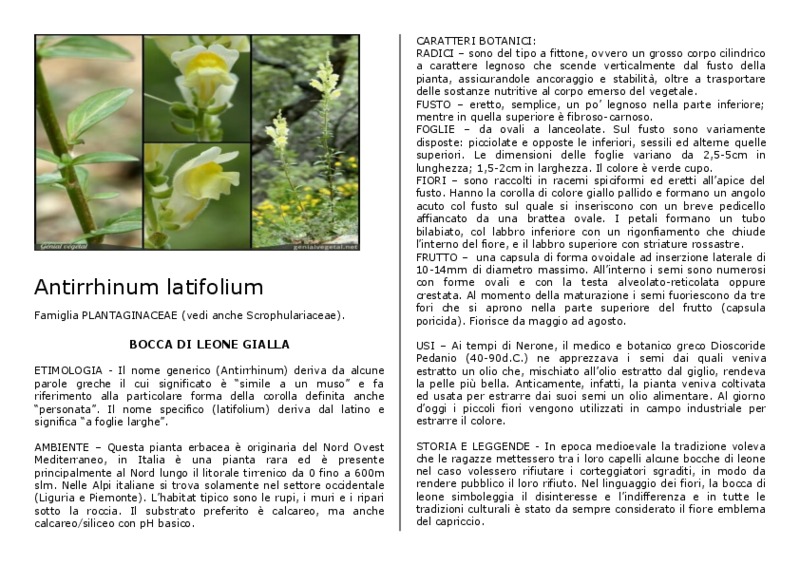 Antirrhinum_latifolium.pdf