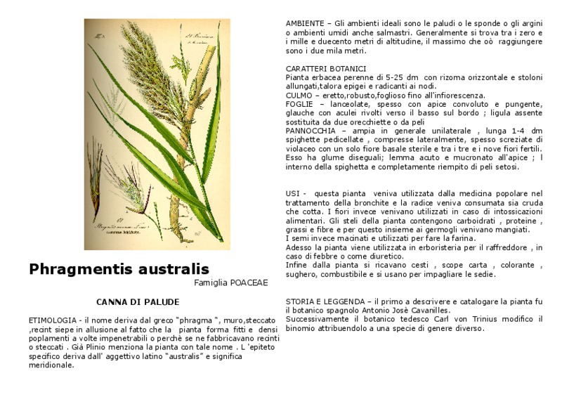 phragmites_australis.pdf