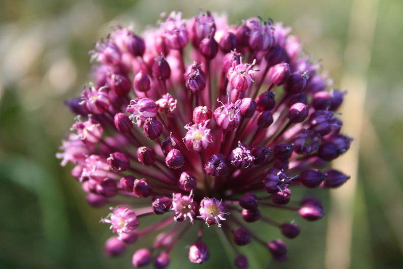 Allium_vineale_1.jpg
