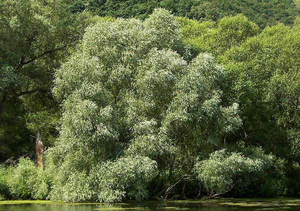 Salix_alba_2.JPG