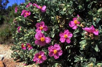 Cistus_incanus_3.jpg