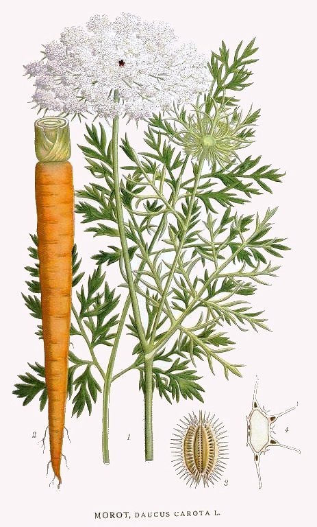 Daucus_carota_1.jpg