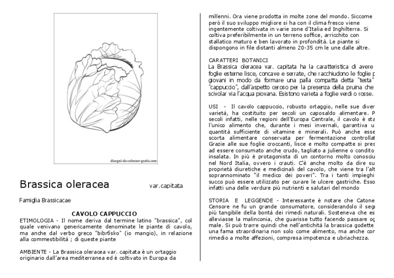 Brassicaoleracea.pdf
