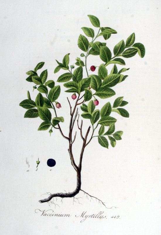 Vaccinium_myrtillus_2.jpg