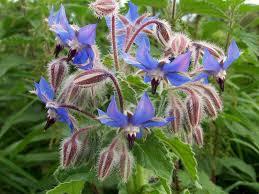 Borago_officinalis_1.jpg