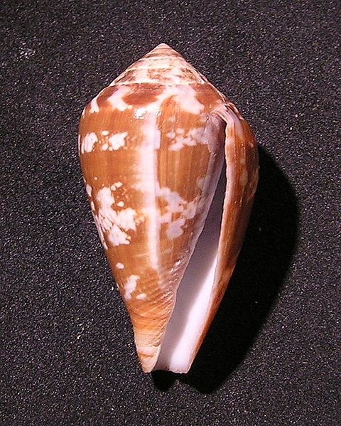 Conus_guinaicus_3.jpg