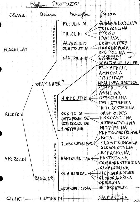 Protozoi