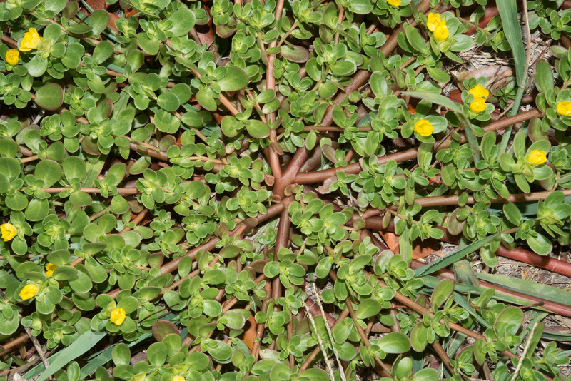 Portulaca_oleracea_2.jpg