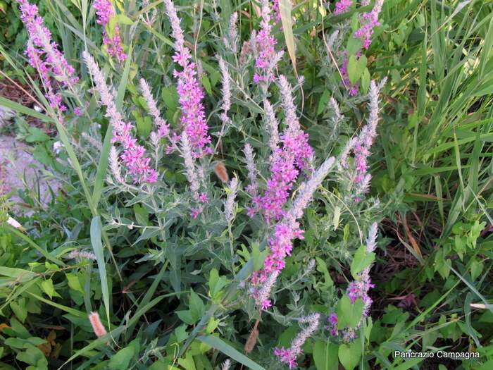 Lythrum_salicaria_2.jpg