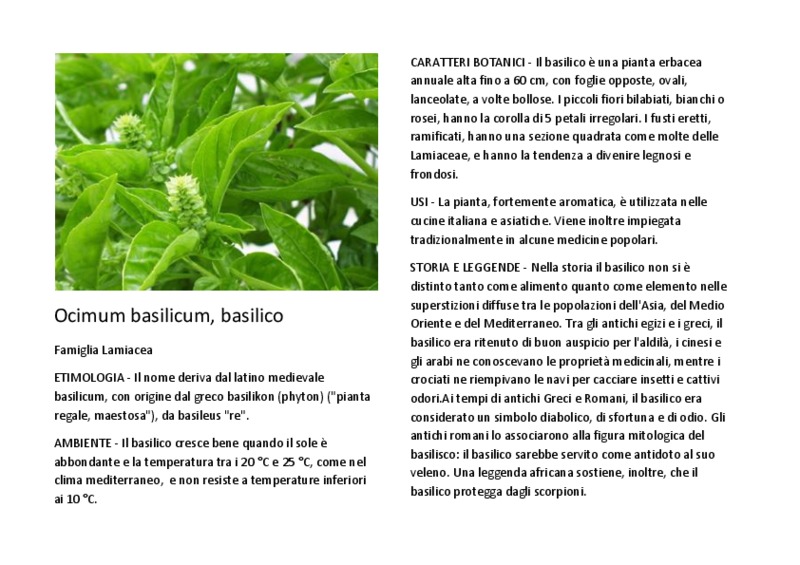 Ocimum basilicum.pdf