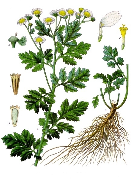 Chrysanthemum_parthenium_1.jpg