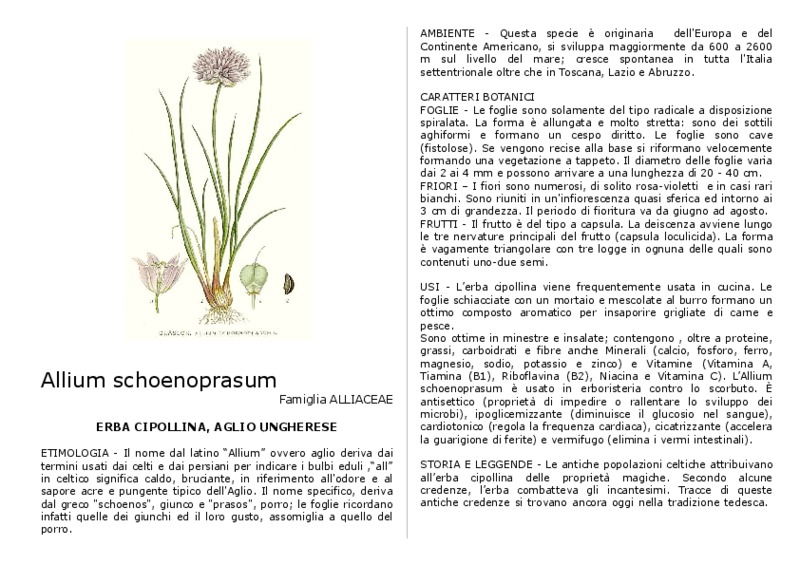 Allium_schoenoprasum.pdf