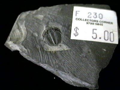 5186.jpg