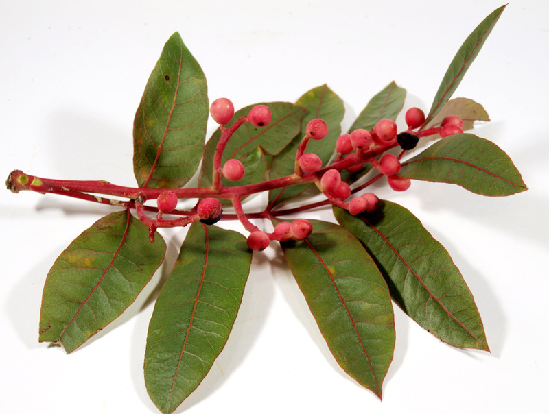 pistacia_terebinthus_2.jpg