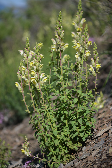 Pianta di Antirrhinum latifolium