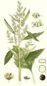 Chenopodium_album_1.jpg