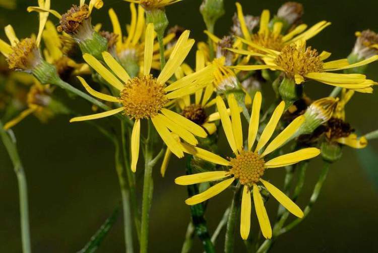 Senecio_paludosus_2.jpg