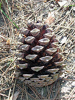 Pinus_pinaster_2.jpg