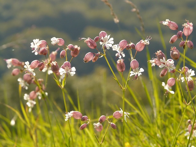 Silene_vulgaris_2.jpg