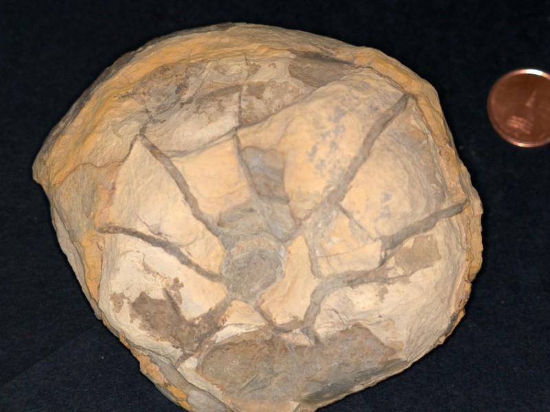 Scutella.jpg