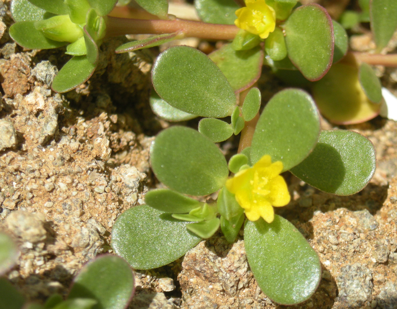 Portulaca_oleracea_1.jpg