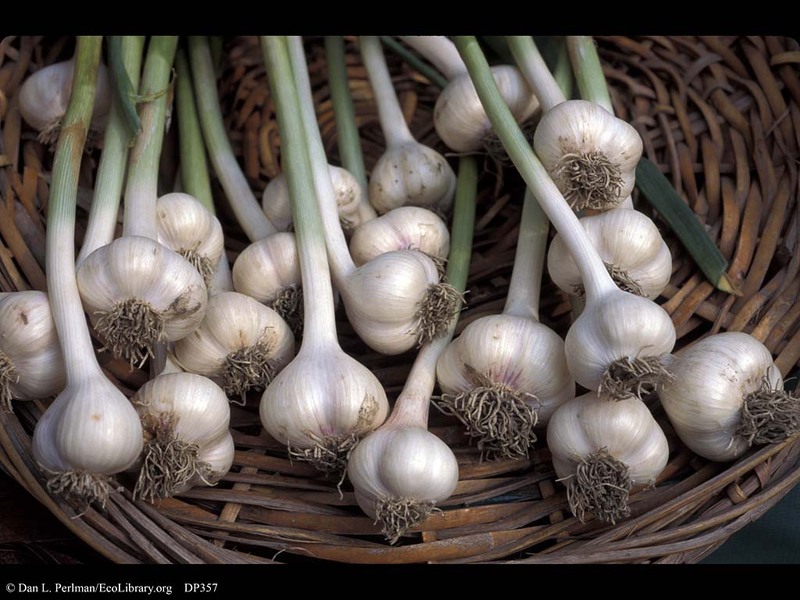 Allium_sativum_3.jpg