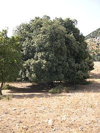 Quercus_ilex.jpg