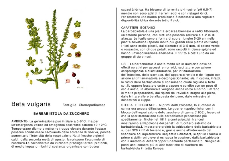 Beta_vulgaris.pdf