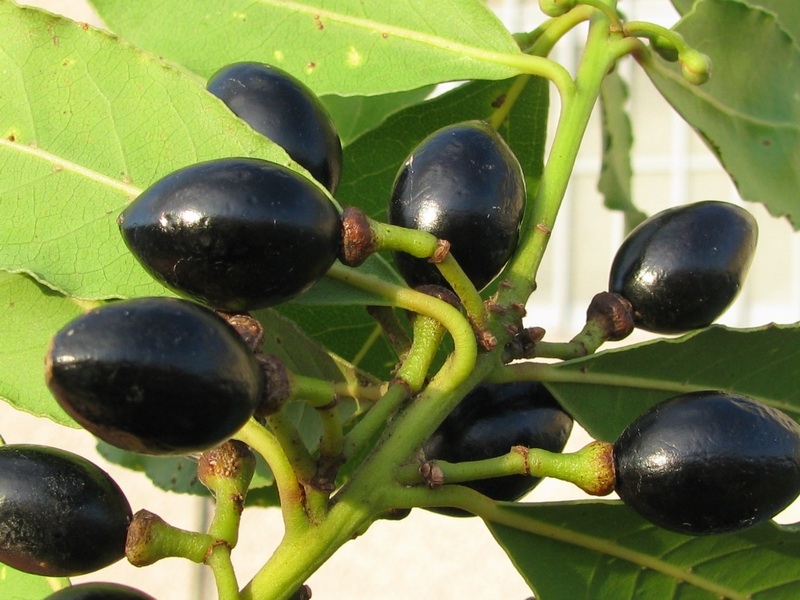 Laurus_nobilis_3.jpg