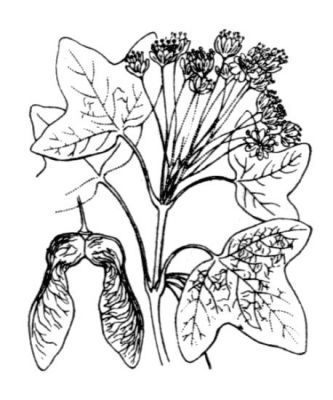 Acer_monspessulanum_2.jpg