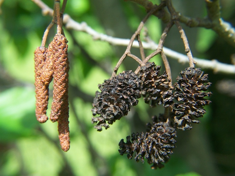 Alnus_glutinosa_2.jpg