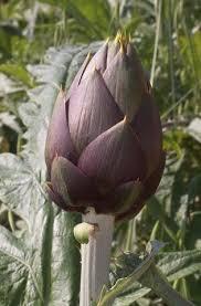 Cynara_scolymus_2.jpg