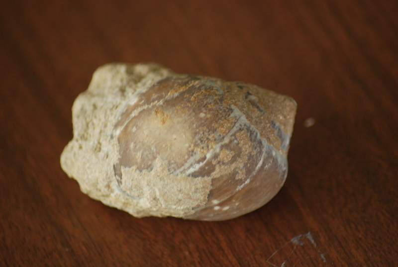 DSC_0502.JPG