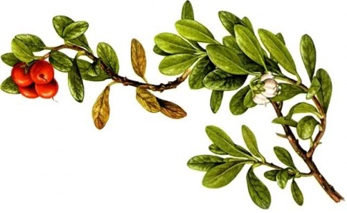 Arctostaphylos_uva-ursi_3.jpg