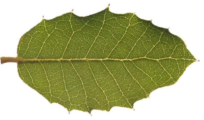 Quercus_ilex_2.jpg
