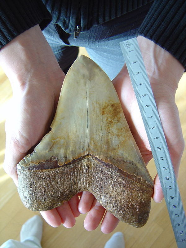 Carcharodon_5.jpg