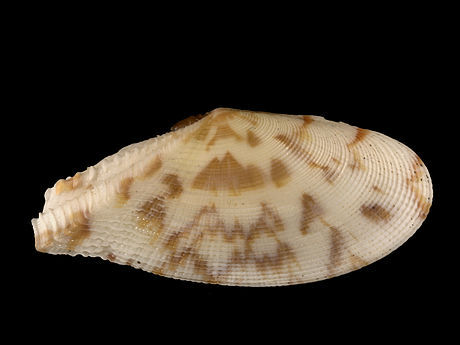 Tellinella_listeri.jpg