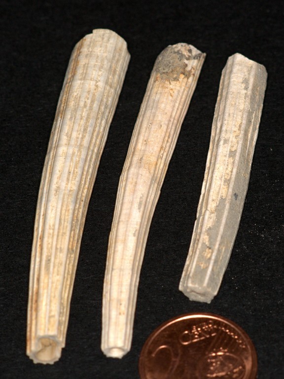 Dentalium 1.jpg
