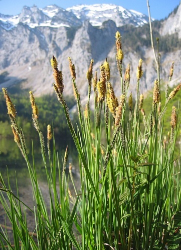 Carex_elata_2.jpg