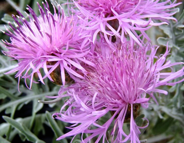 Centaurea_cineraria_1.jpg