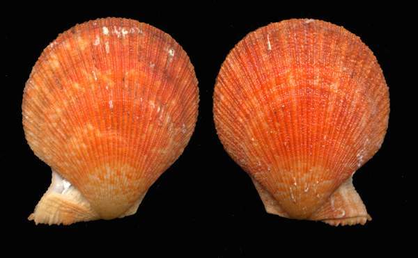 Clamys_3.jpg