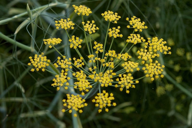 Foeniculum_vulgare_3.jpg