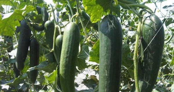 Cucumis_sativus_1.jpg