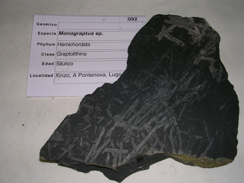 Monograptus_3.JPG