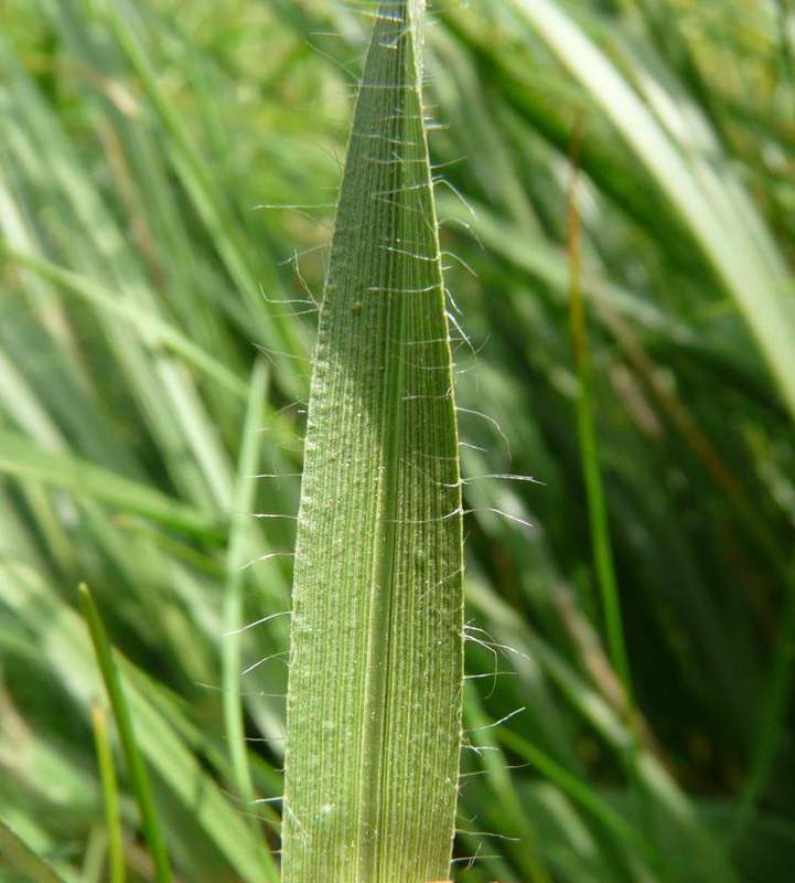 chrysopogon-gryllus9033.jpg