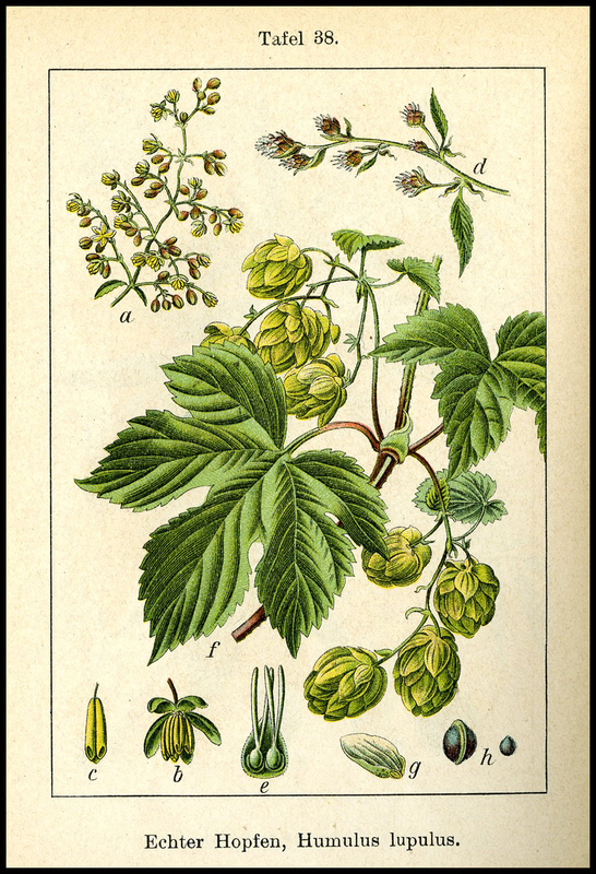 Humulus_luplus immagine 3.jpg