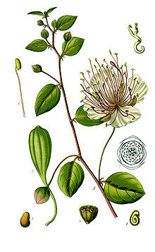 Capparis_spinosa_2.jpg