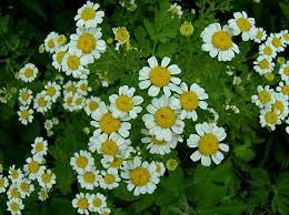 Chrysanthemum_parthenium_2.png