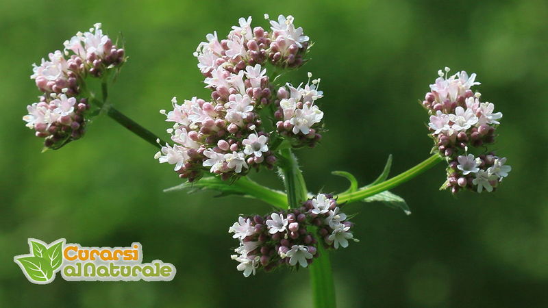 valeriana-officinalis.jpg